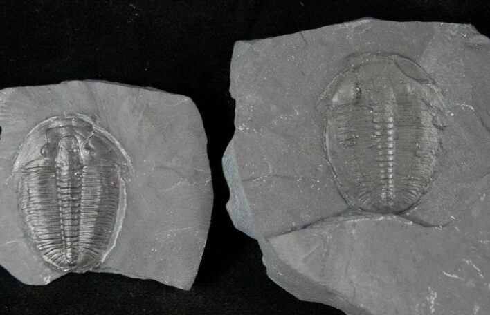 Elrathia Trilobite with Positive & Negative #12510